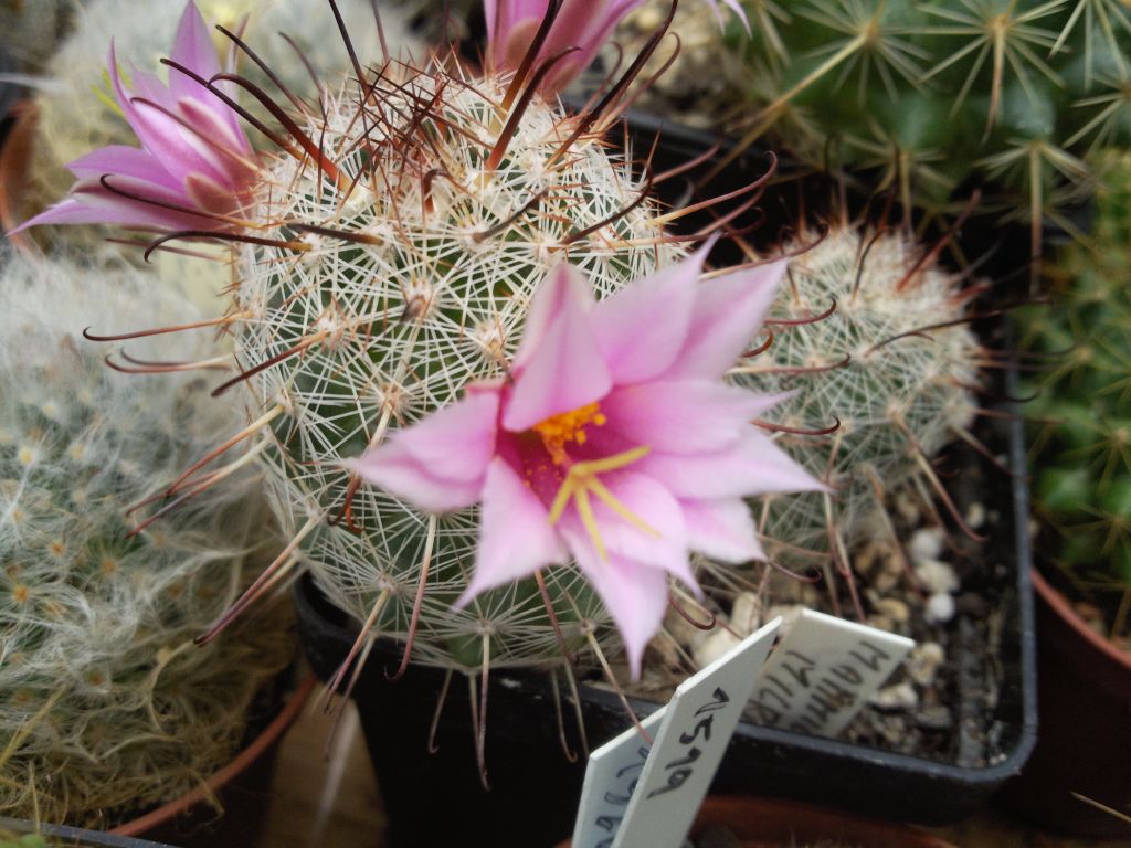 Mammillaria microarpa PC 61